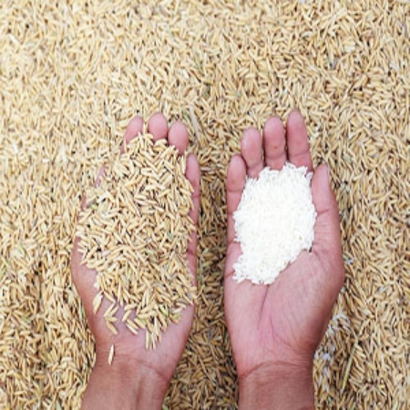 Picture for category Rice Grain