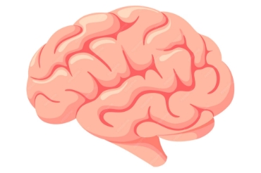 Picture for category Brain Health